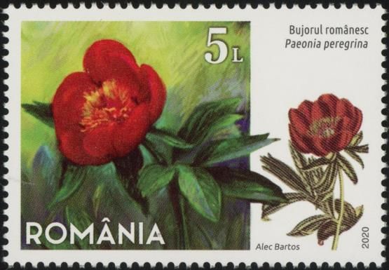 Romanian Peony (Paeonia peregrina)