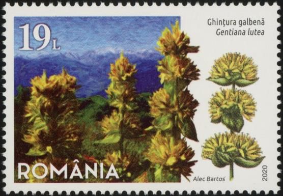 Great Yellow Gentian (Gentiana lutea)