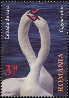 Mute Swan (Cygnus olor)