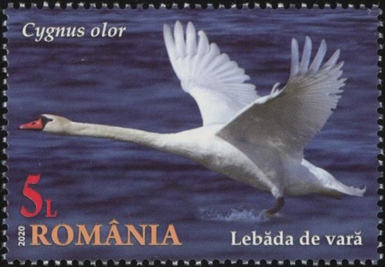 Mute Swan (Cygnus olor)