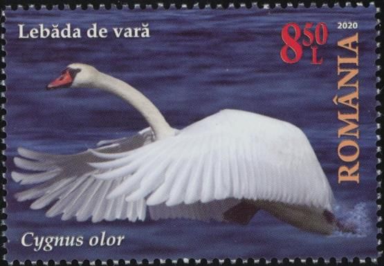 Mute Swan (Cygnus olor)