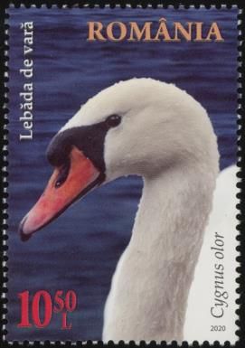 Mute Swan (Cygnus olor)