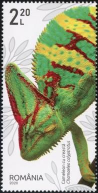 Veiled Chameleon (Chamaeleo calyptratus)