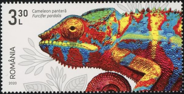 Panther Chameleon (Furcifer pardalis)
