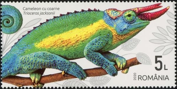 Jackson's Chameleon (Trioceros jacksonii)