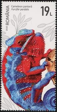Panther Chameleon (Furcifer pardalis)