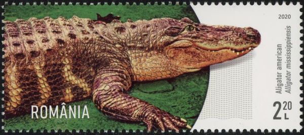 American Alligator (Alligator mississippiensis)