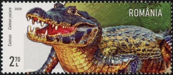 Yacare Caiman (Caiman yacare)