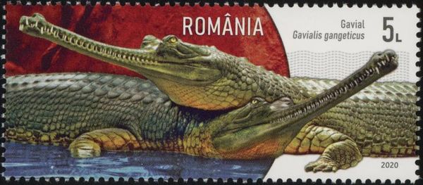 Gharial (Gavialis gangeticus)