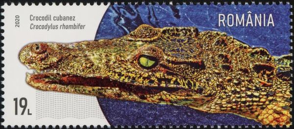 Cuban Crocodile (Crocodylus rhombifer)