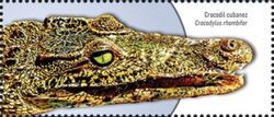 Cuban Crocodile (Crocodylus rhombifer)