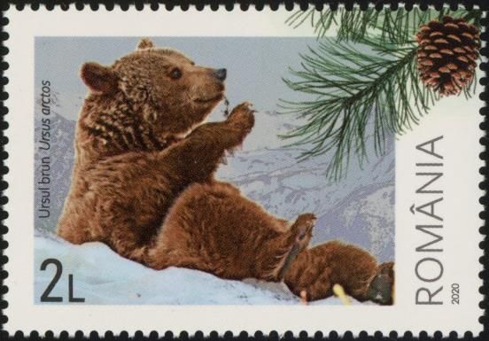 Brown Bear (Ursus arctos) and Pinecone