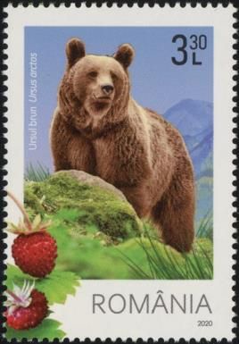Brown Bear (Ursus arctos) and Strawberries