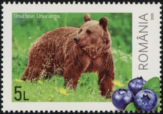 Brown Bear (Ursus arctos) and Blueberries
