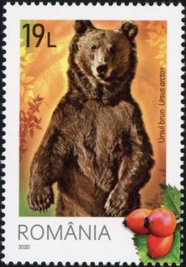 Brown Bear (Ursus arctos) and Rosehips