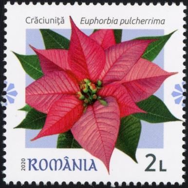 Poinsettia (Euphorbia pulcherrima)