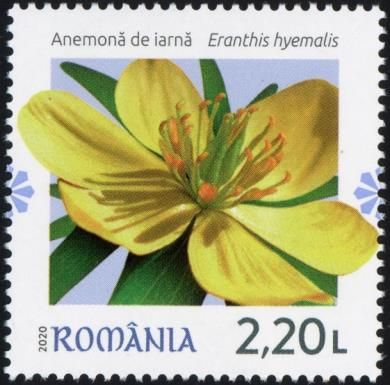Winter Aconite (Eranthis hyemalis)