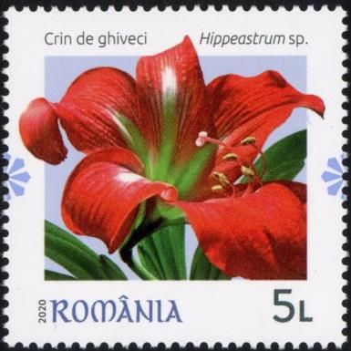 Amarylis (Hippeastrum sp)