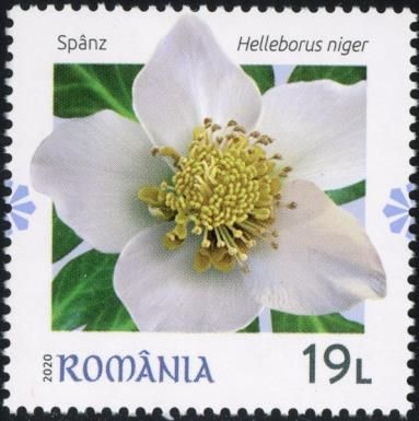 Christmas Rose (Helleborus niger)