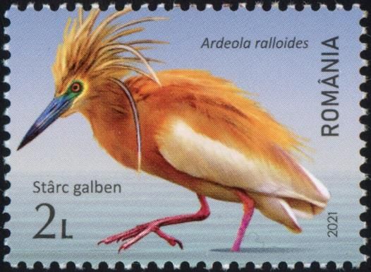 Squacco Heron (Ardeola ralloides)