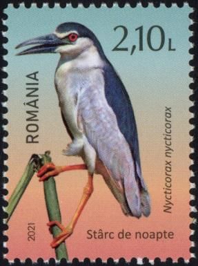 Black-Crowned Night Heron (Nycticorax nycticorax)