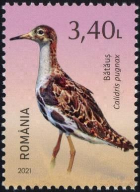 Ruff (Calidris pugnax)