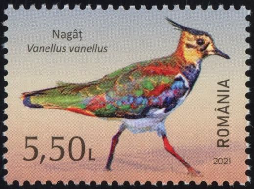 Northern Lapwing (Vanellus vanellus)