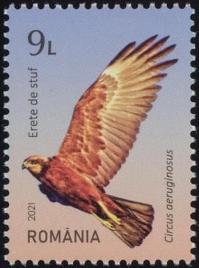 Western Marsh Harrier (Circus aeruginosus)