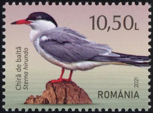 Common Tern (Sterna hirundo)