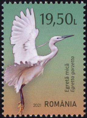 Little Egret (Egretta garzetta)