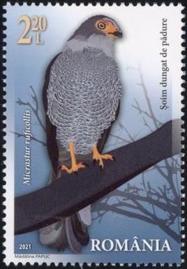 Barred Forest Falcon (Micrastur ruficollis)
