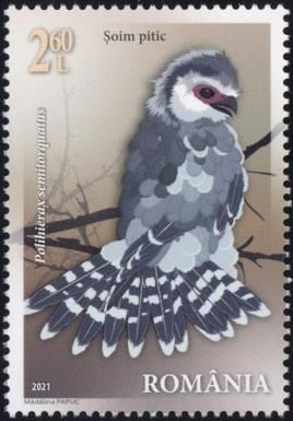 Pygmy Falcon (Polihierax semitorquatus)