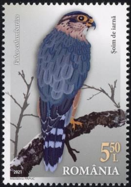 Merlin (Falco columbarius)
