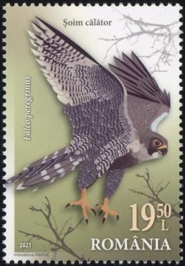 Peregrine Falcon (Falco peregrinus)