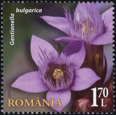 Gentianella bulgarica