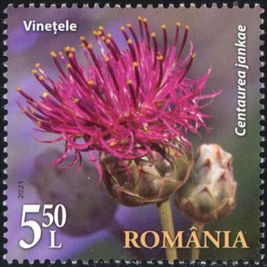 Centaurea jankae