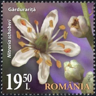Gărdurariţă (Nitraria schoberi)