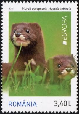European Mink (Mustela lutreola)