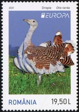 Great Bustard (Otis tarda)