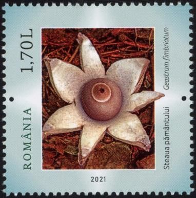 Fringed Earthstar (Geastrum fimbriatum)