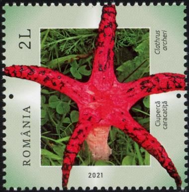 Octopus Stinkhorn (Clathrus archeri)