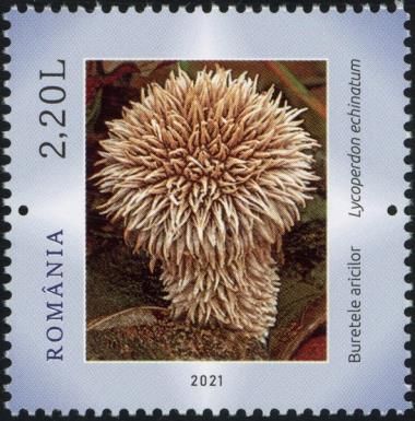 Spiny Puffball (Lycoperdon echinatum)