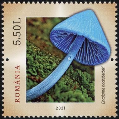 Blue Pinkgill (Entoloma hochstetteri)