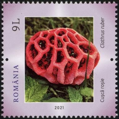 Latticed Stinkhorn (Clathrus ruber)