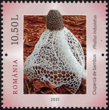 Bamboo Mushroom (Phallus indusiatus)