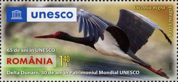 Black Stork (Ciconia nigra)