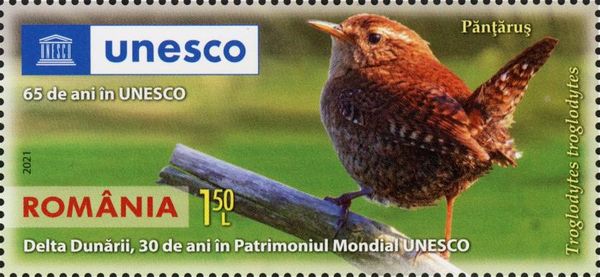 Eurasian Wren (Troglodytes troglodytes)
