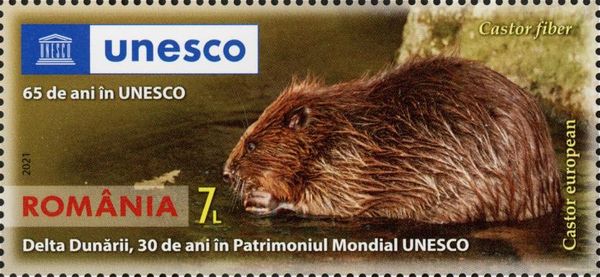 Eurasian Beaver (Castor fiber)