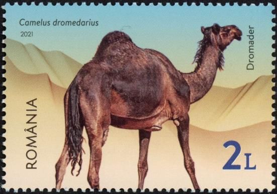 Dromedary (Camelus dromedarius)