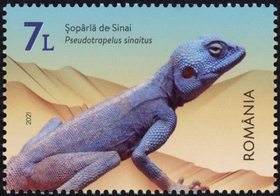 Sinai Agama (Pseudotrapelus sinaitus)
